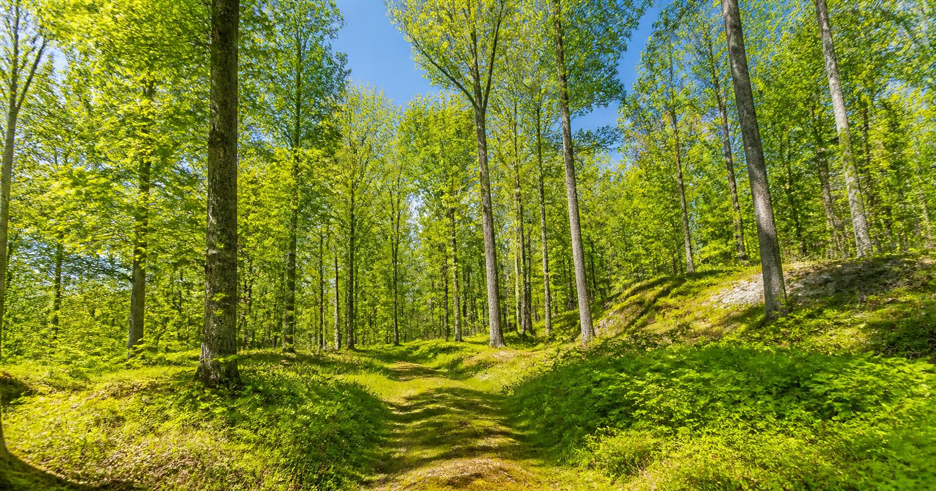 A sunlit path through a green forest